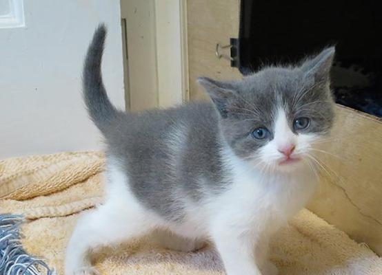 DB2数据库物化视图之MQT物化查询表如何操作？